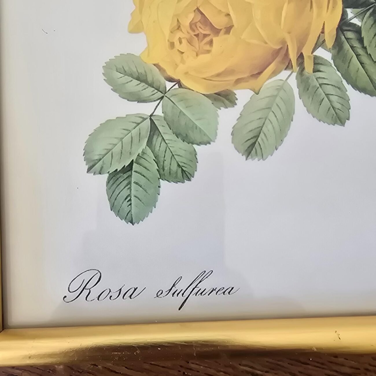 Zoom sur l'inscription "Rosa Sulfurea" du cadre doré impression rose jaune
