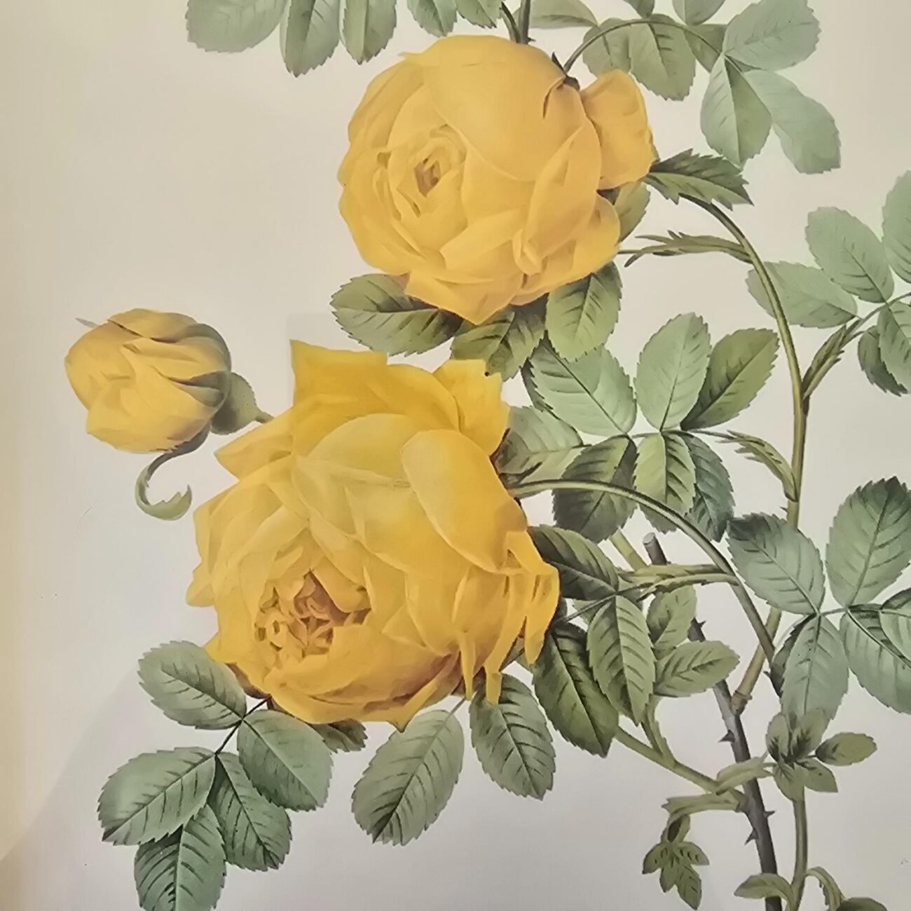 Zoom sur la rose Jaune du care inspiration Redouté